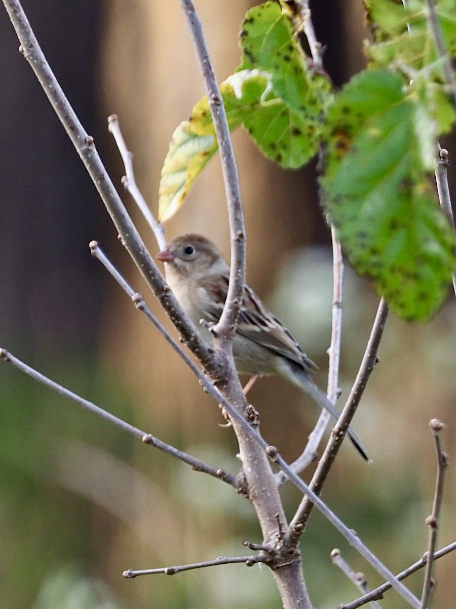 Field Sparrow - ML381808021