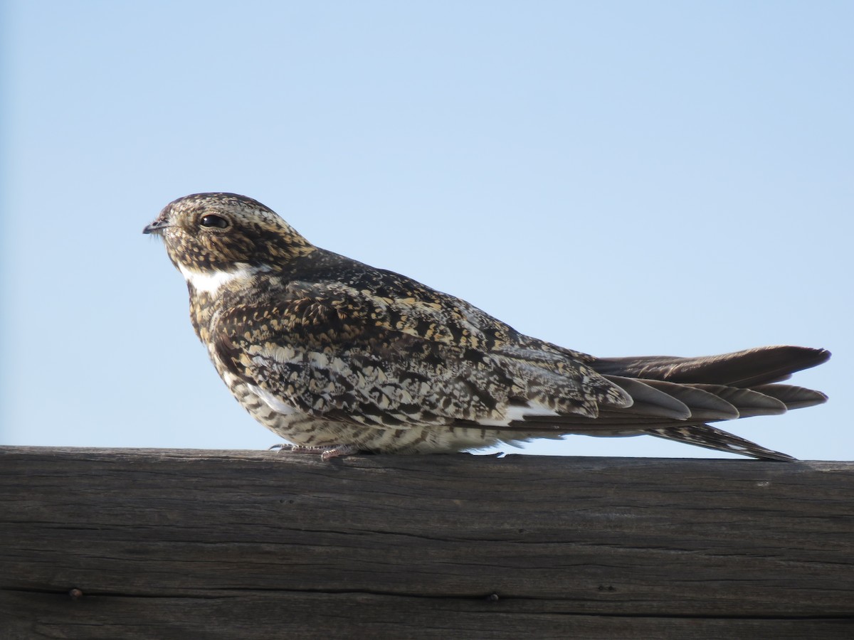 Common Nighthawk - ML38180821