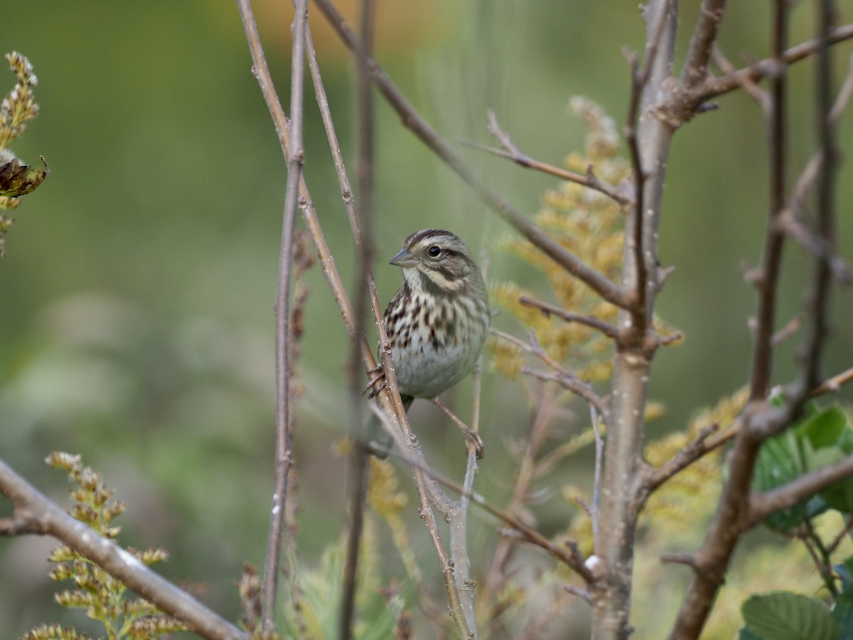 Song Sparrow - ML381808311