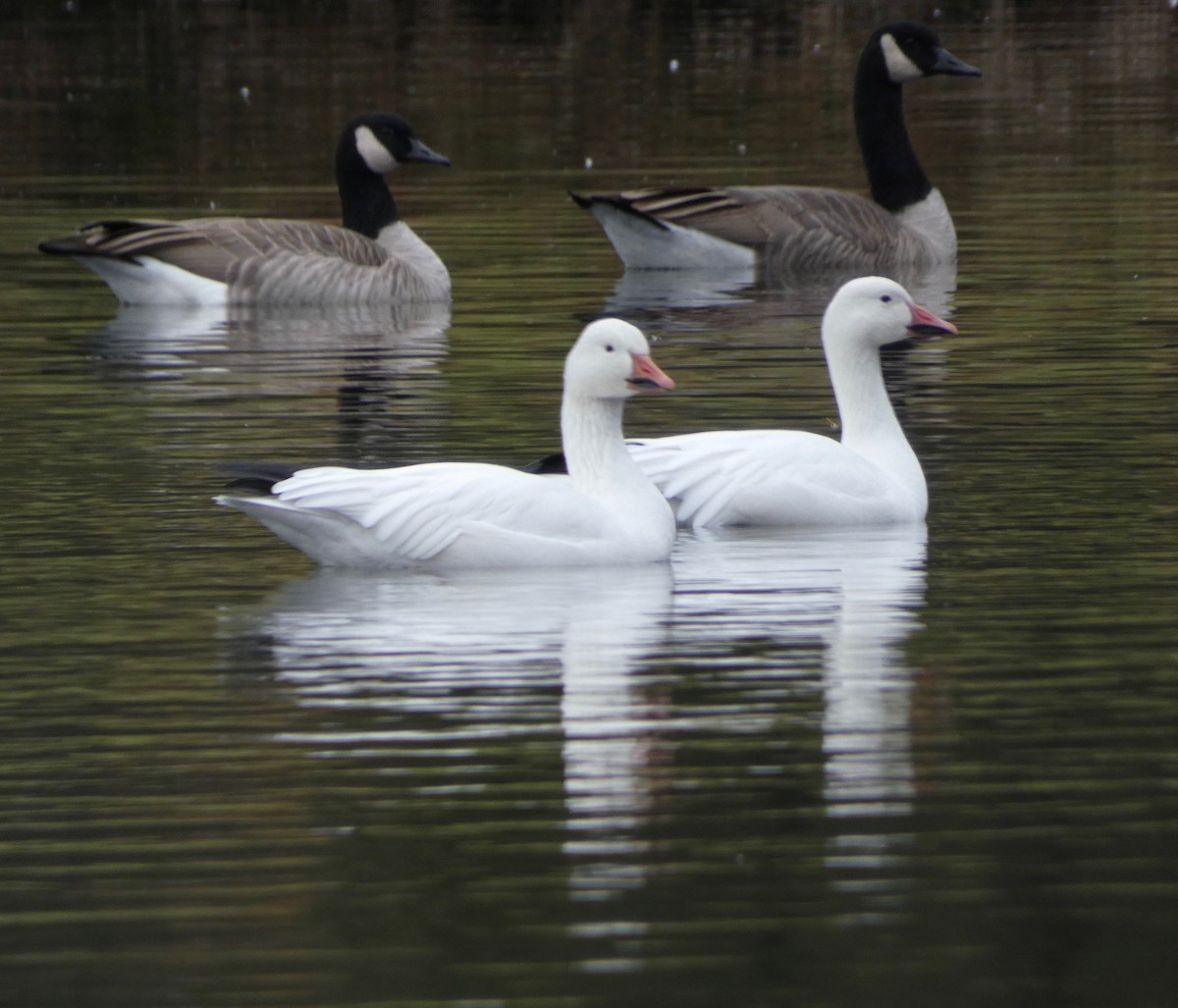 Snow Goose - ML381810481