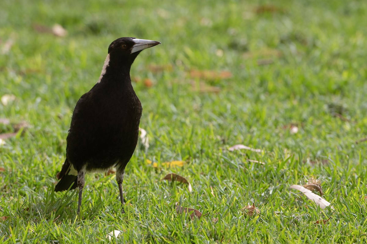 Australian Magpie - ML381811111