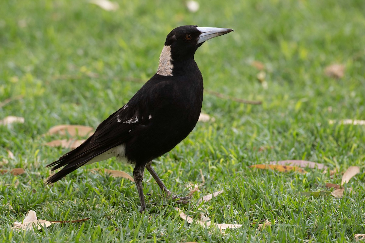 Australian Magpie - ML381811121