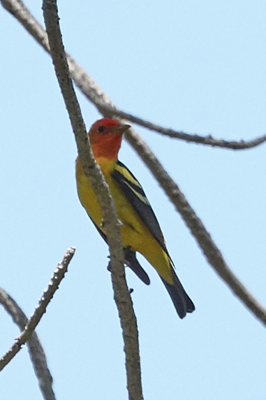 Western Tanager - Brooke Miller