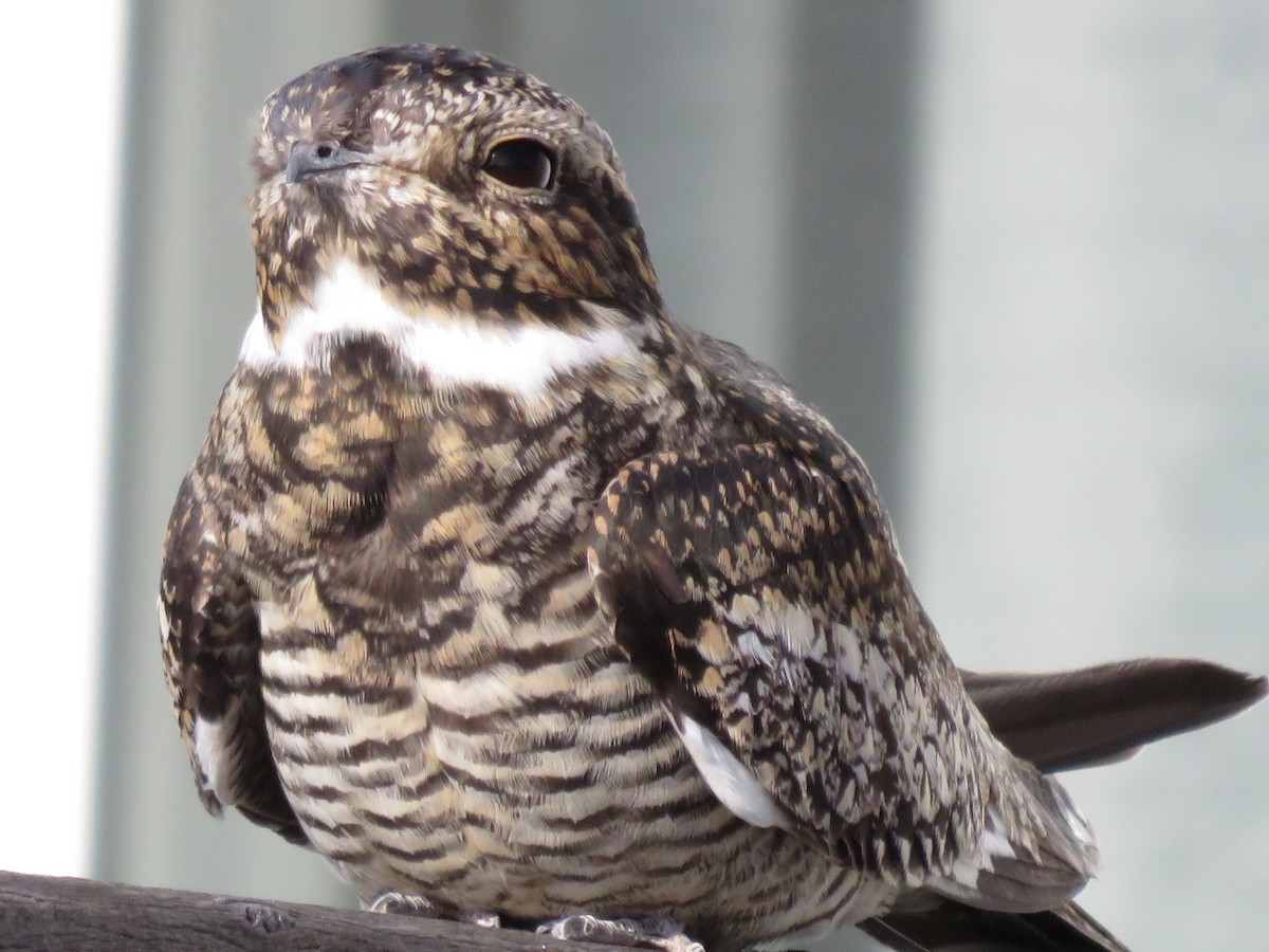 Common Nighthawk - ML38181871