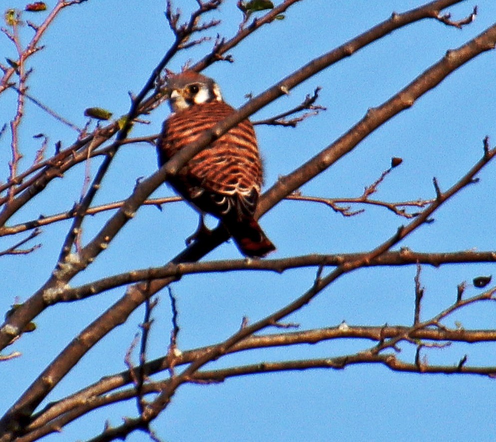 American Kestrel - ML381819021