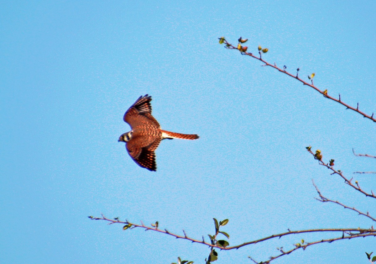 American Kestrel - ML381819271