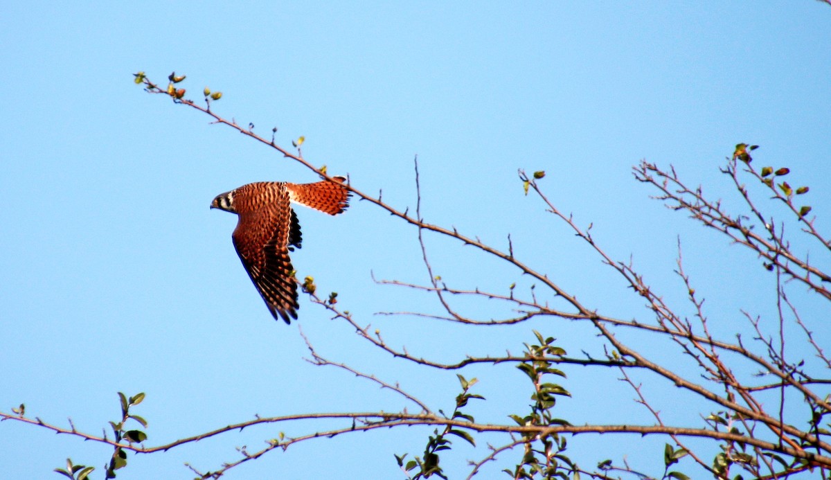 American Kestrel - ML381819401