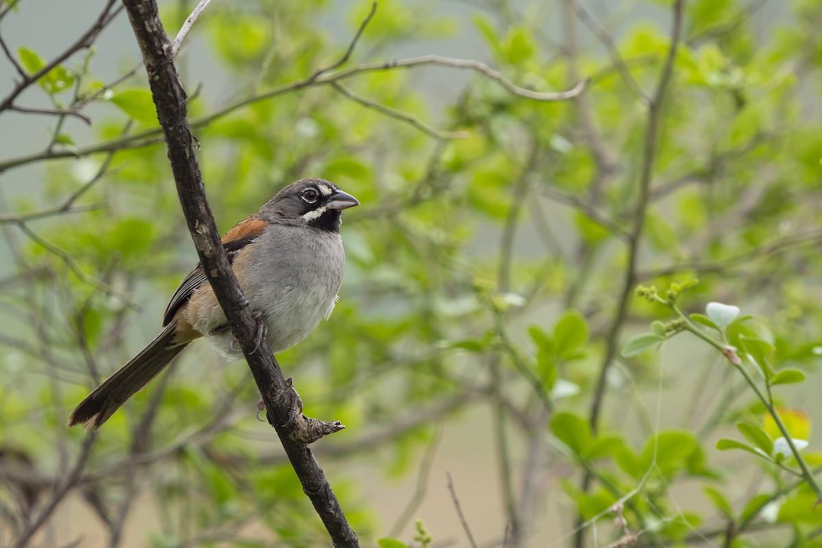 Bridled Sparrow - ML381821701