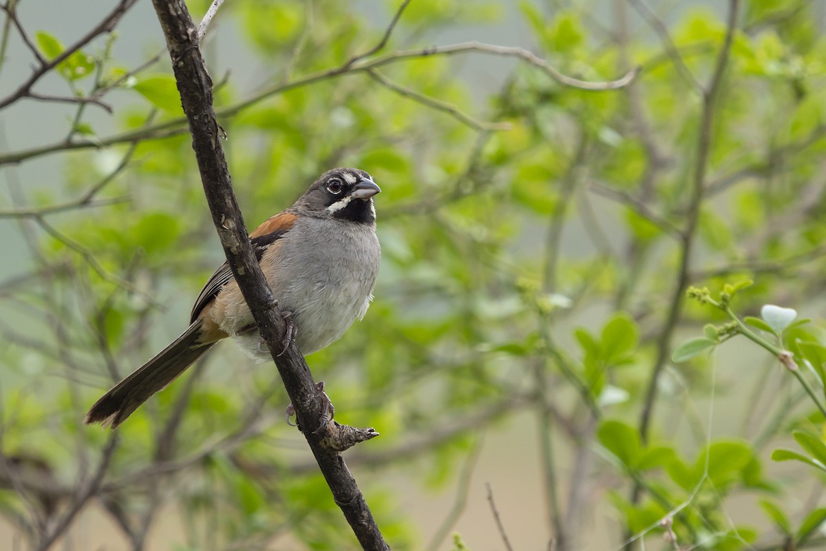 Bridled Sparrow - ML381821721