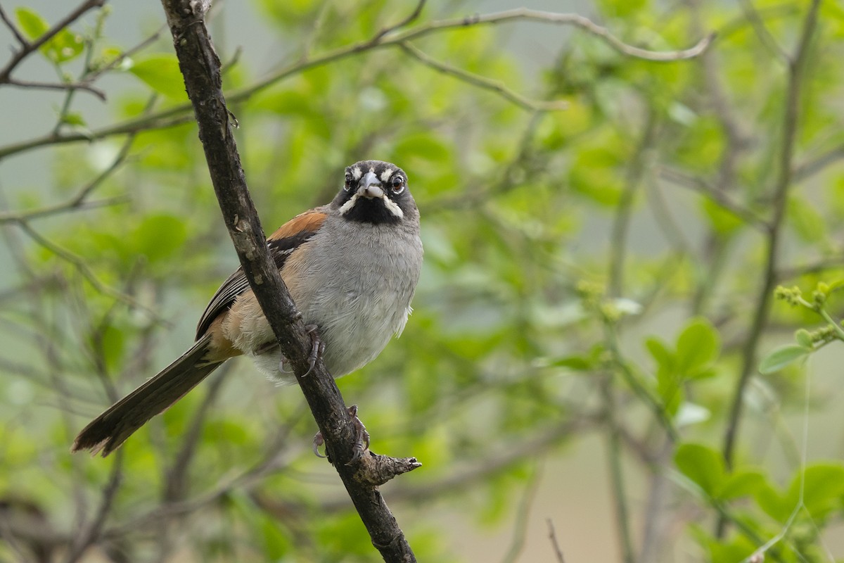 Bridled Sparrow - Joshua Covill