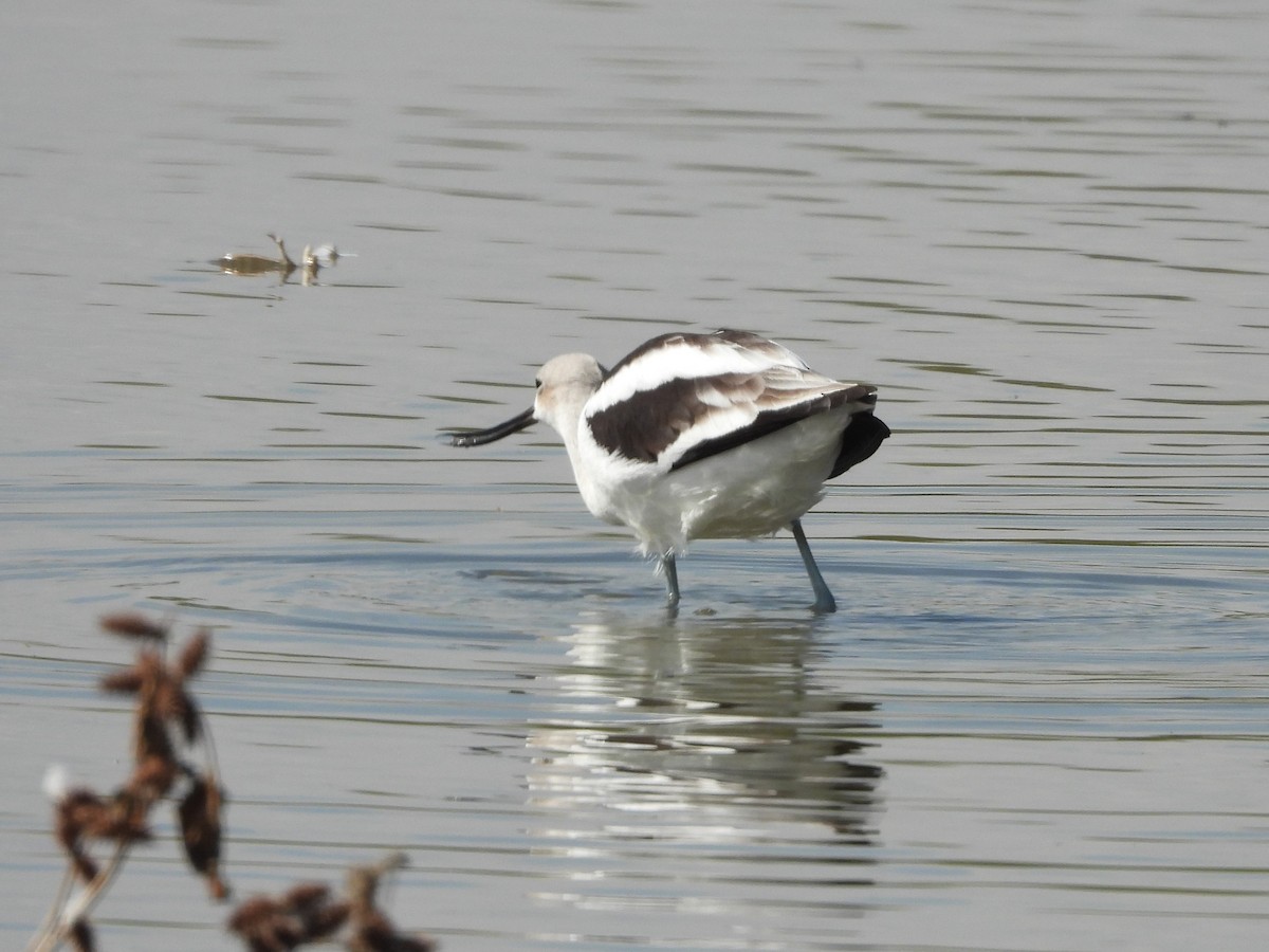 American Avocet - ML381822021