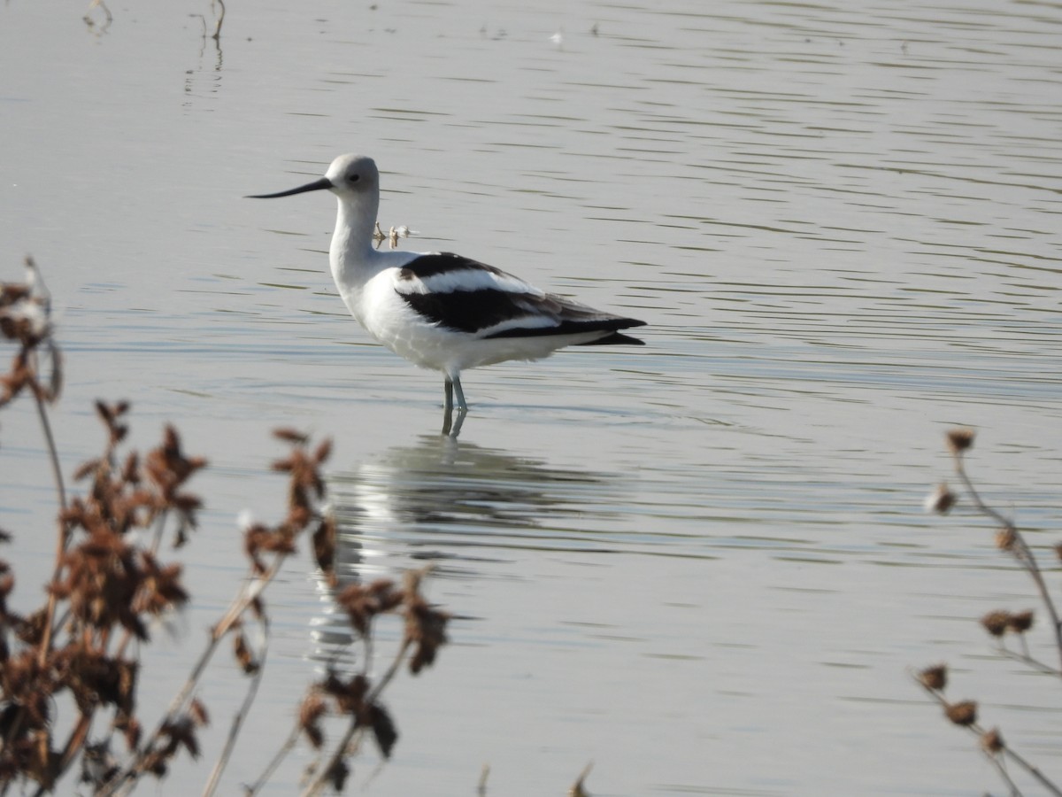 American Avocet - ML381822091