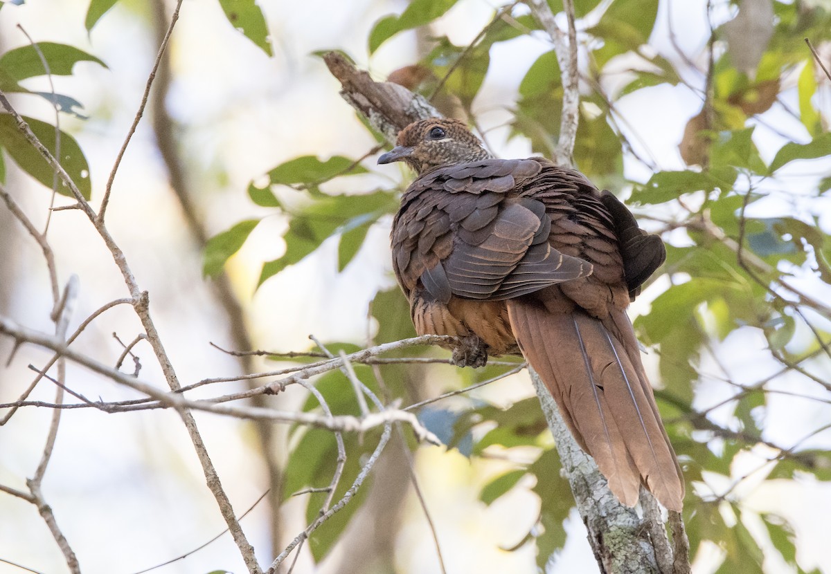 Brown Cuckoo-Dove - ML381822421