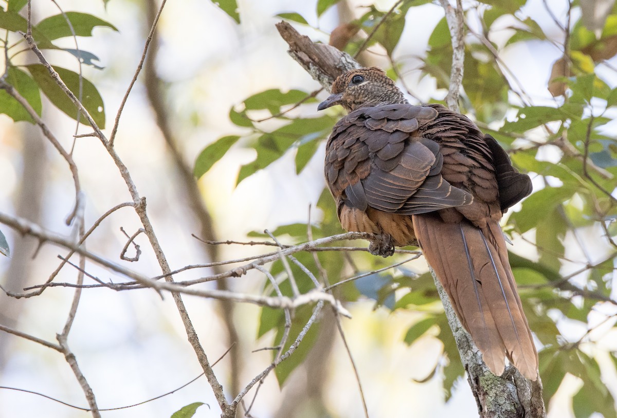 Brown Cuckoo-Dove - ML381822561