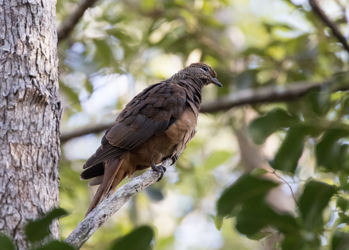 Brown Cuckoo-Dove - ML381822671