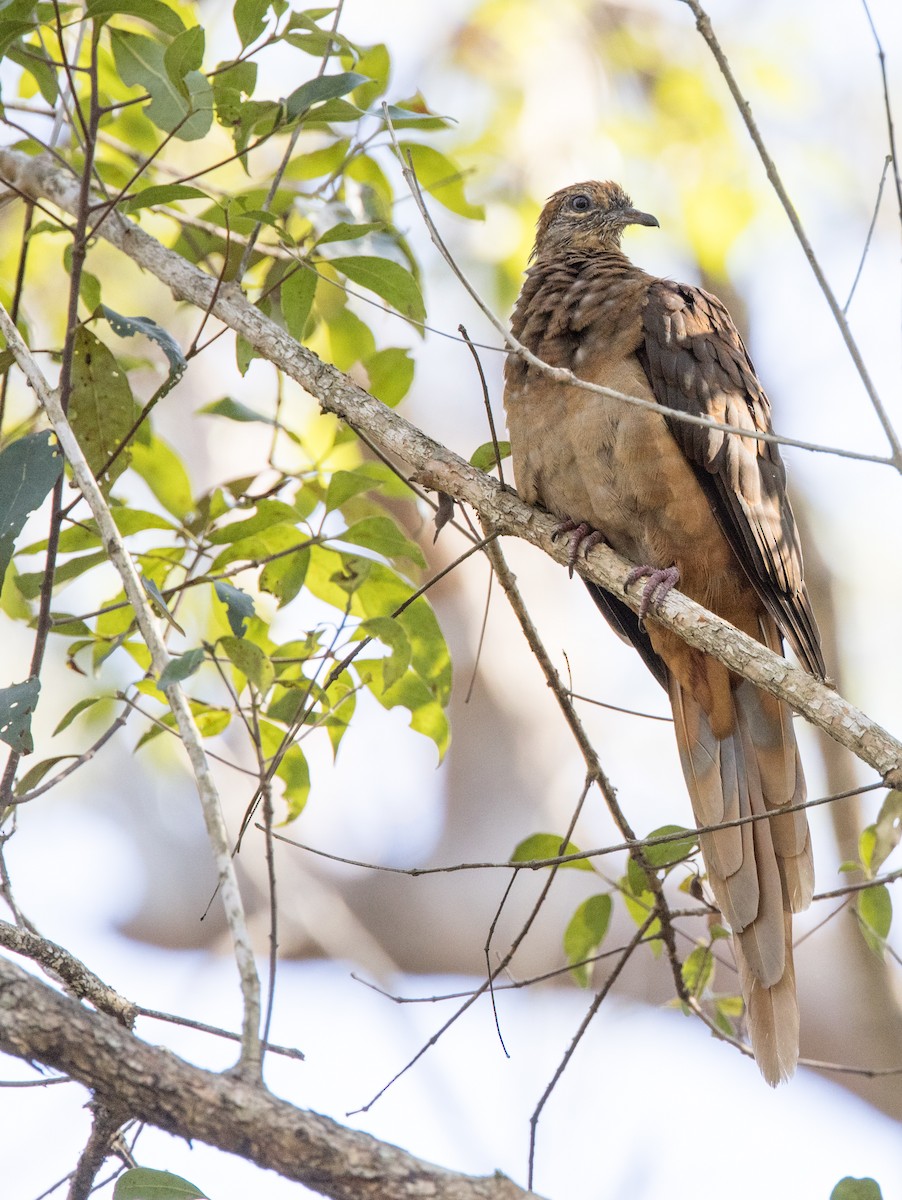 Brown Cuckoo-Dove - ML381822741