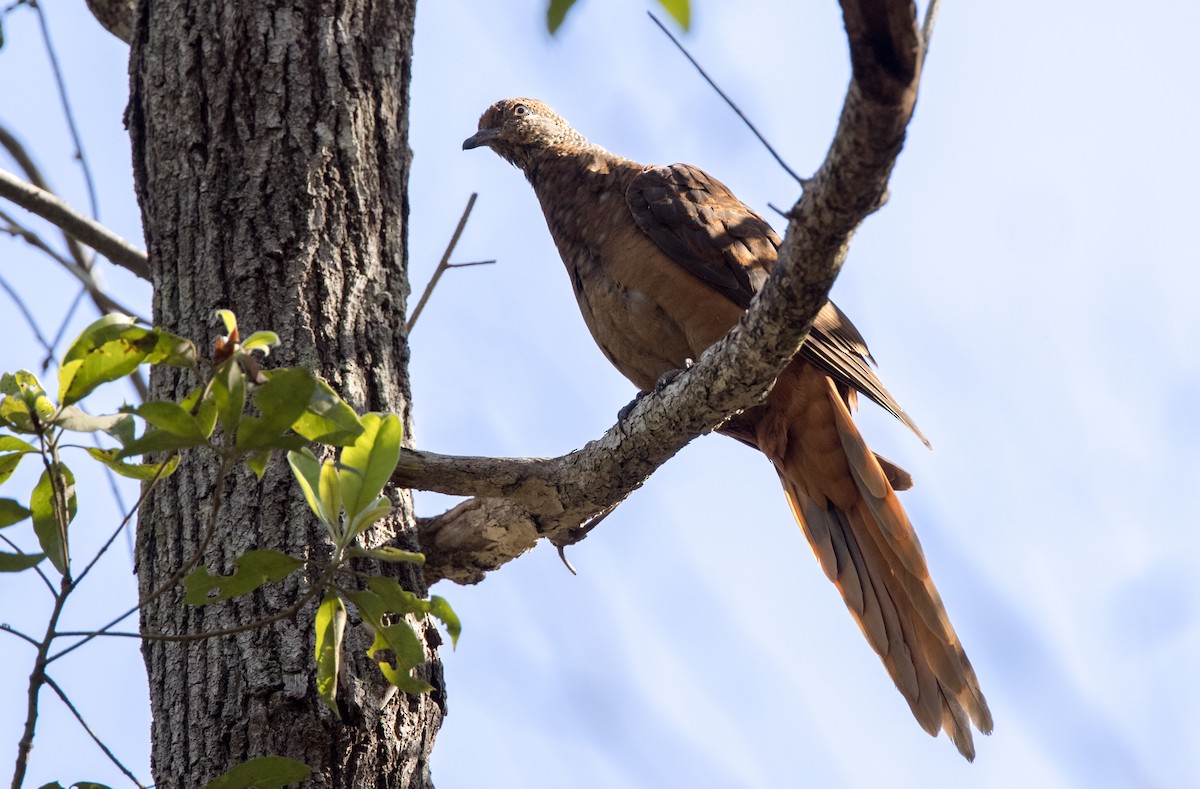 Brown Cuckoo-Dove - ML381822751