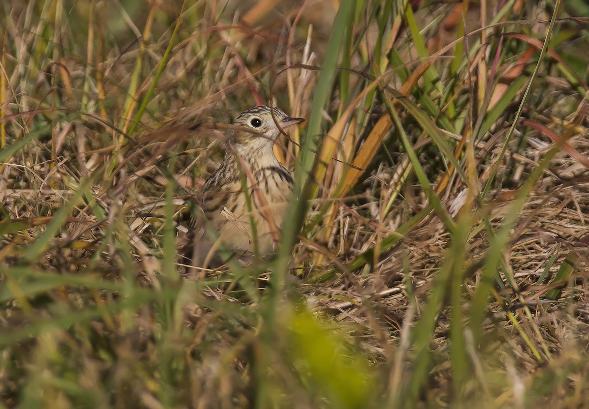 Sprague's Pipit - Jory Teltser