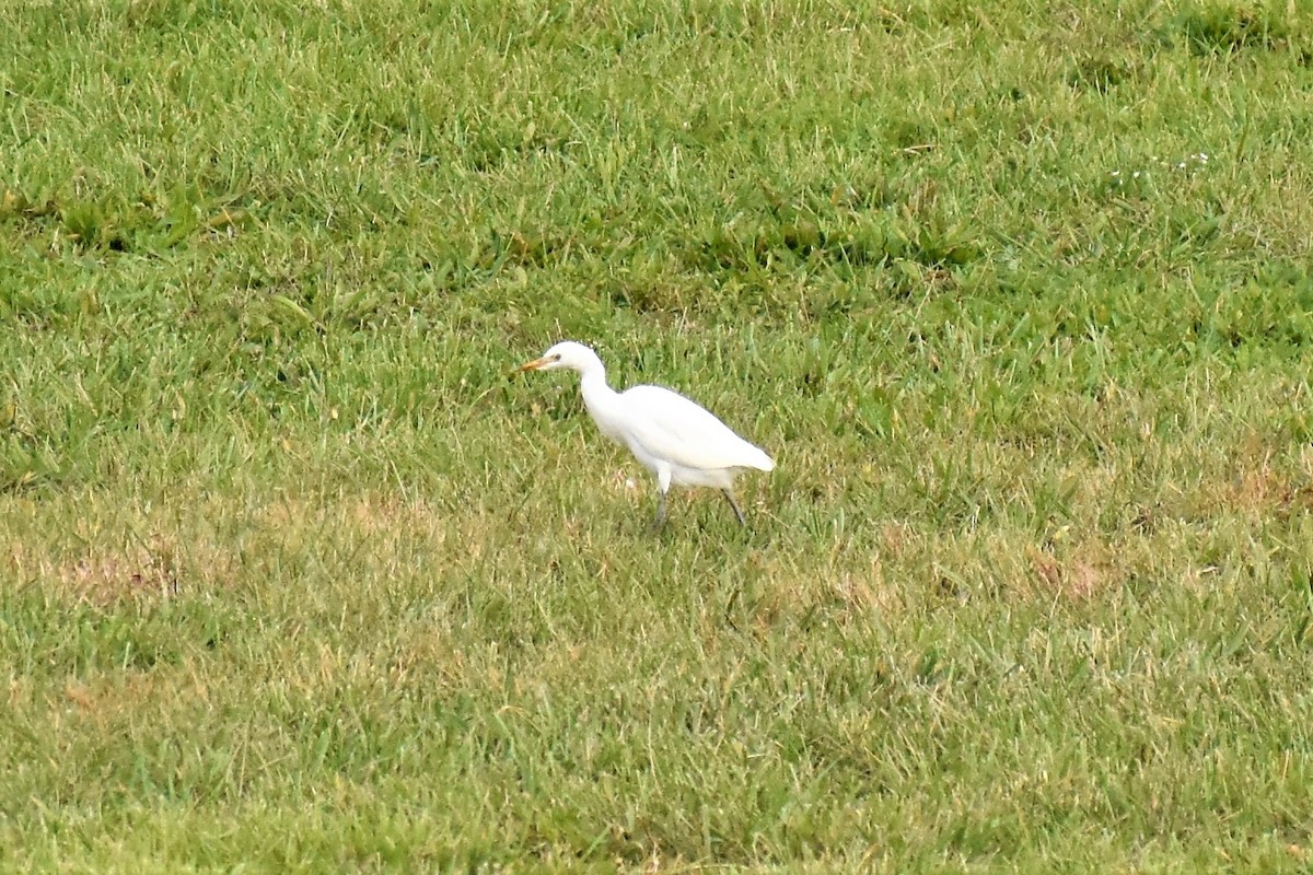 Western Cattle-Egret - ML381832481