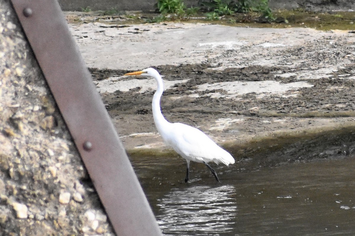 Great Egret - ML381832721