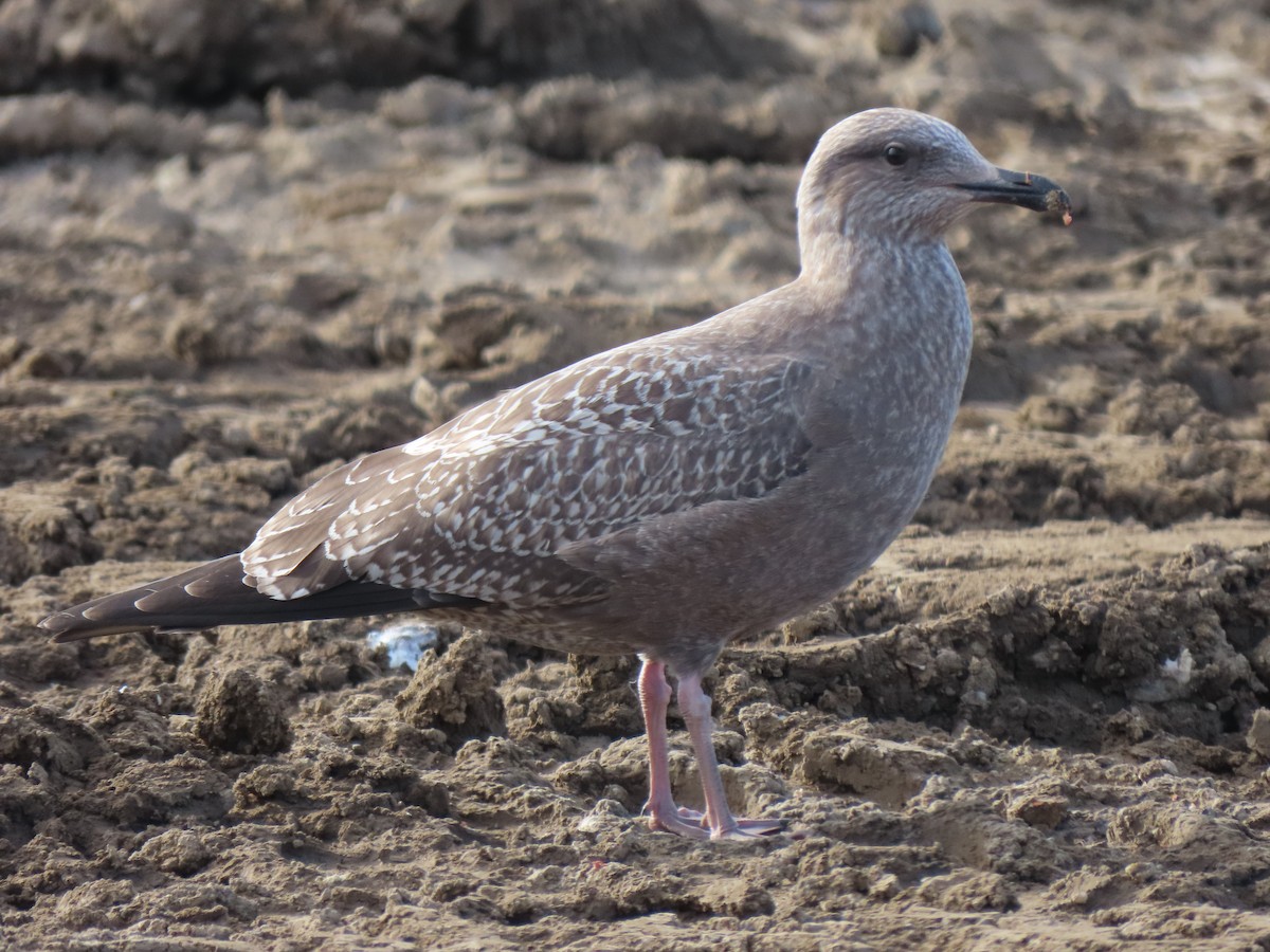 Herring Gull - ML381835831