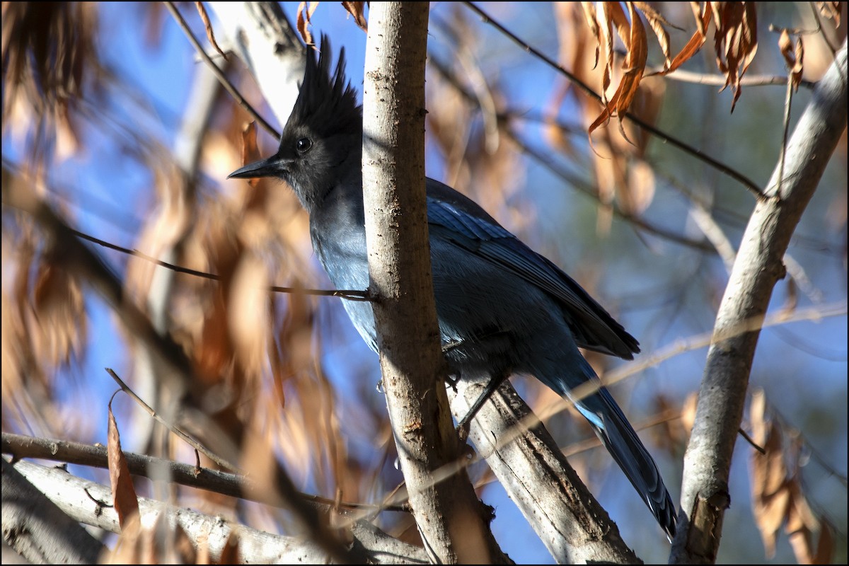 Steller's Jay - ML381838261