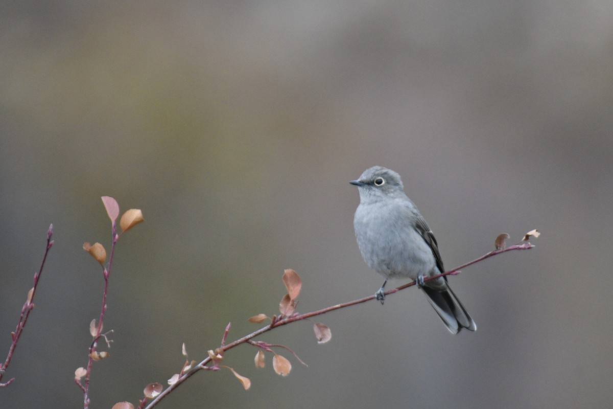 Townsend's Solitaire - Kai  Mills