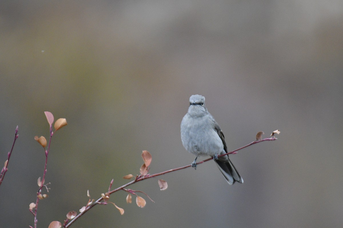 Townsend's Solitaire - Kai  Mills