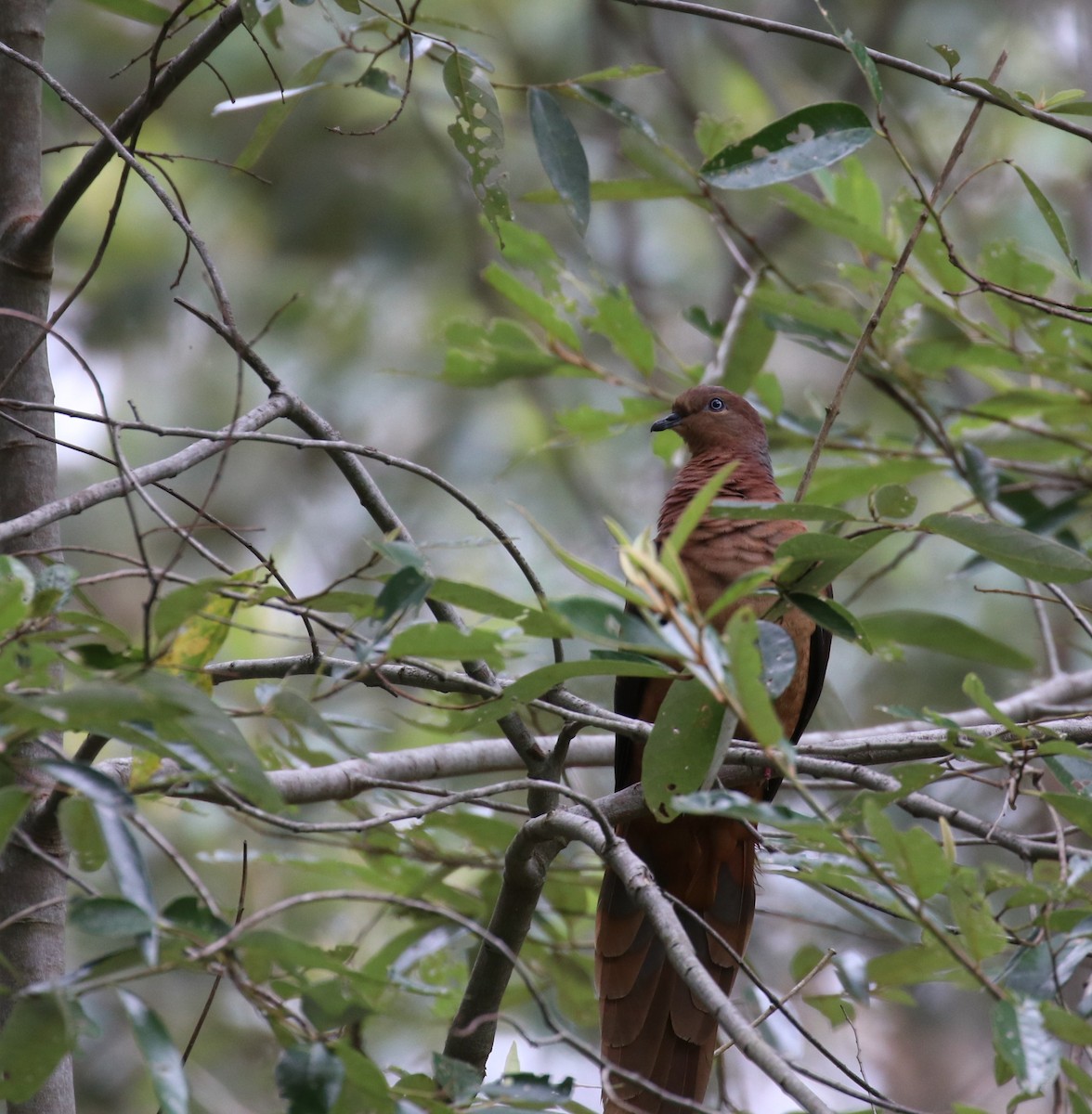 Brown Cuckoo-Dove - ML381848241
