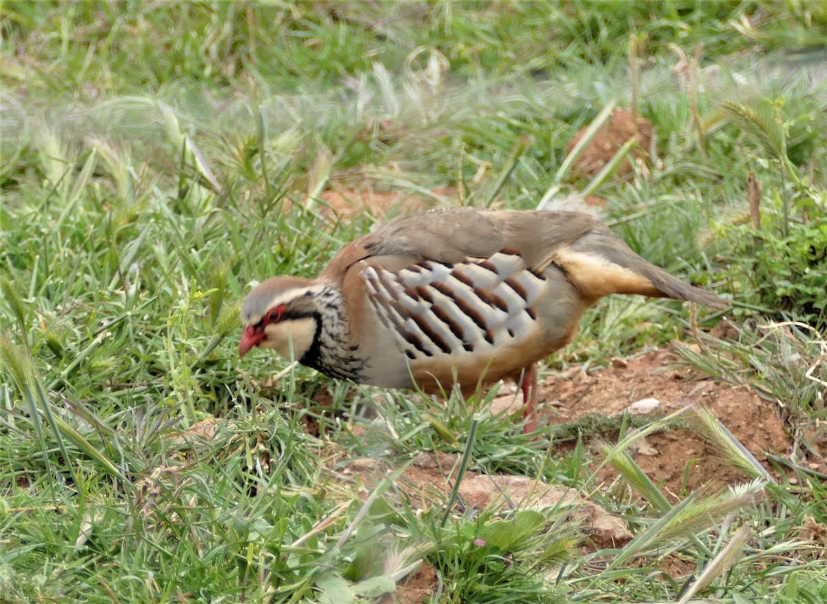 Red-legged Partridge - Diane Stinson