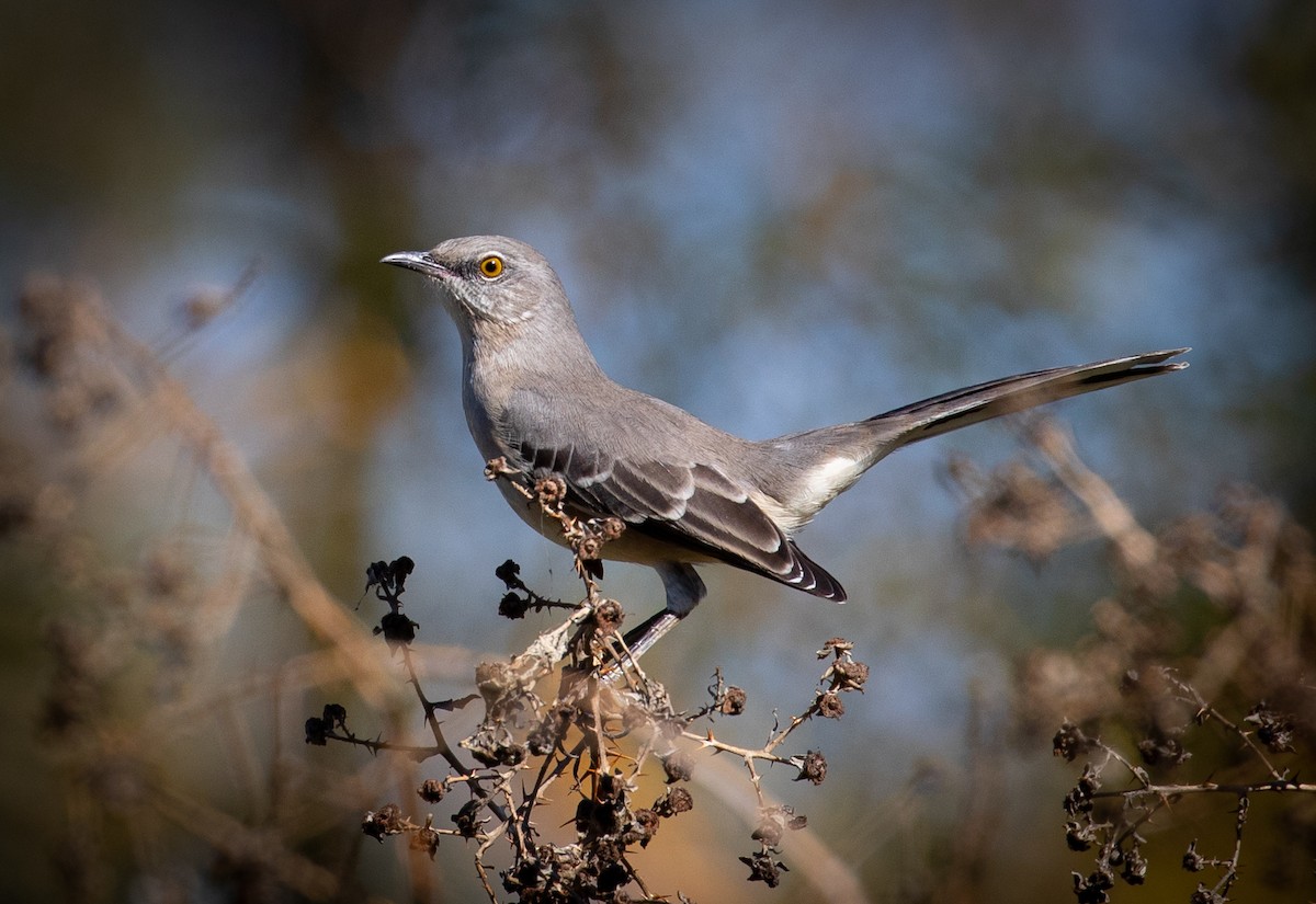 Northern Mockingbird - Sylvia Wright