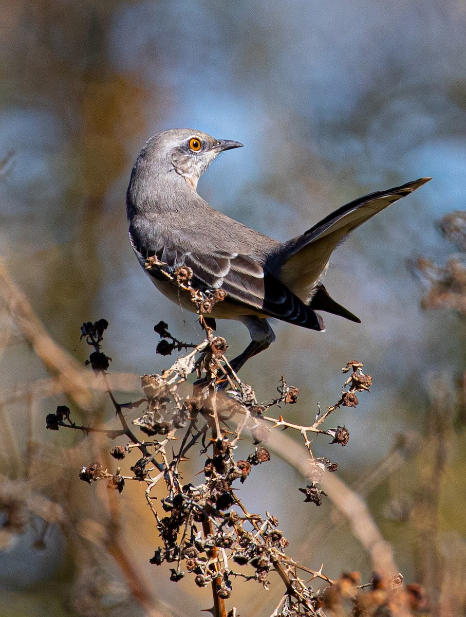 Northern Mockingbird - ML381850771