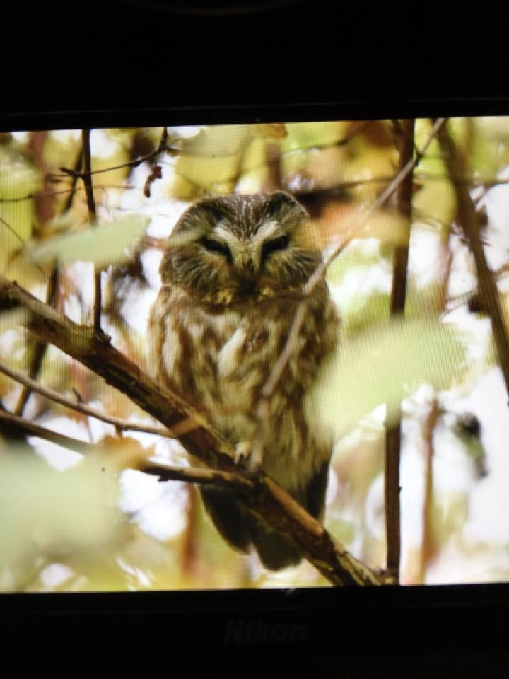 Northern Saw-whet Owl - Stephanie Flora