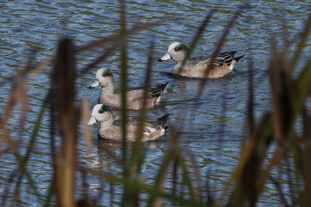 American Wigeon - ML381852311