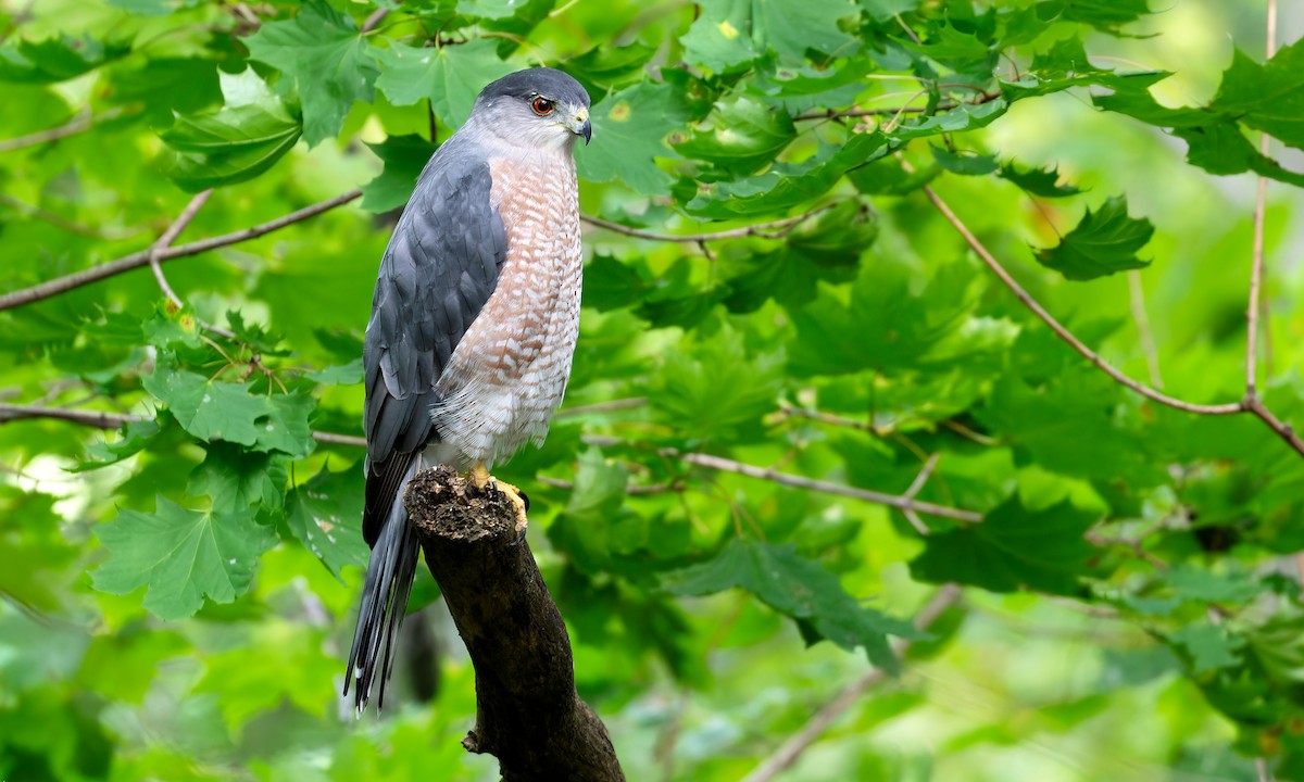 Cooper's Hawk - Cesar Ponce