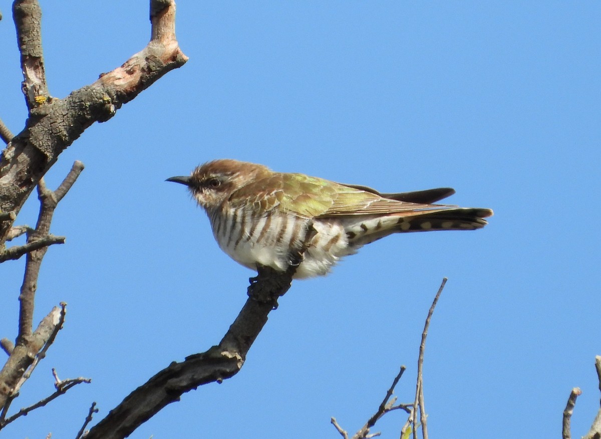Horsfield's Bronze-Cuckoo - ML381854061