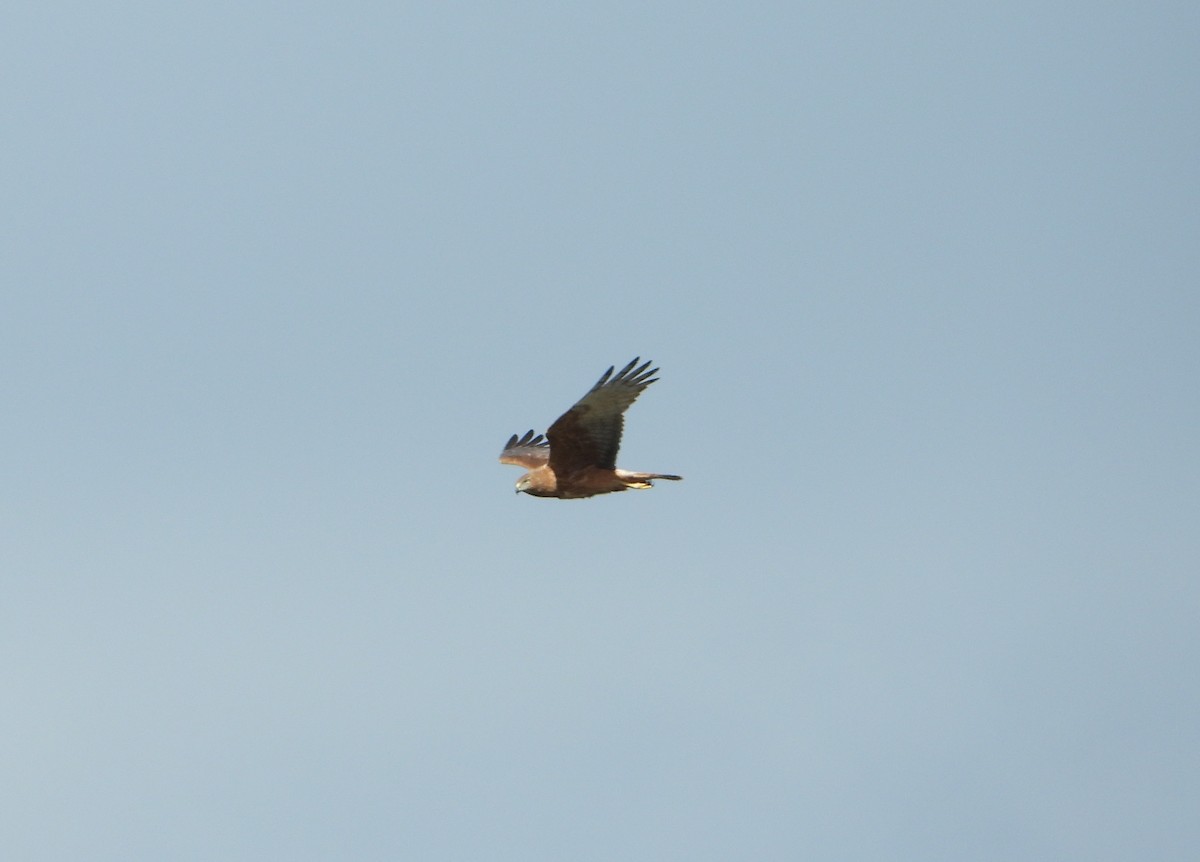Swamp Harrier - ML381854111