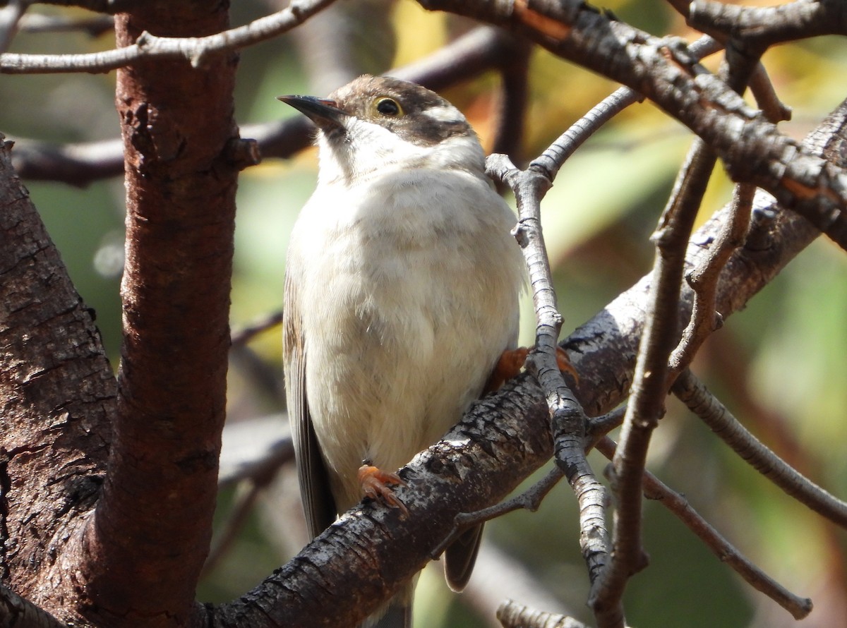 Brown-headed Honeyeater - ML381854341