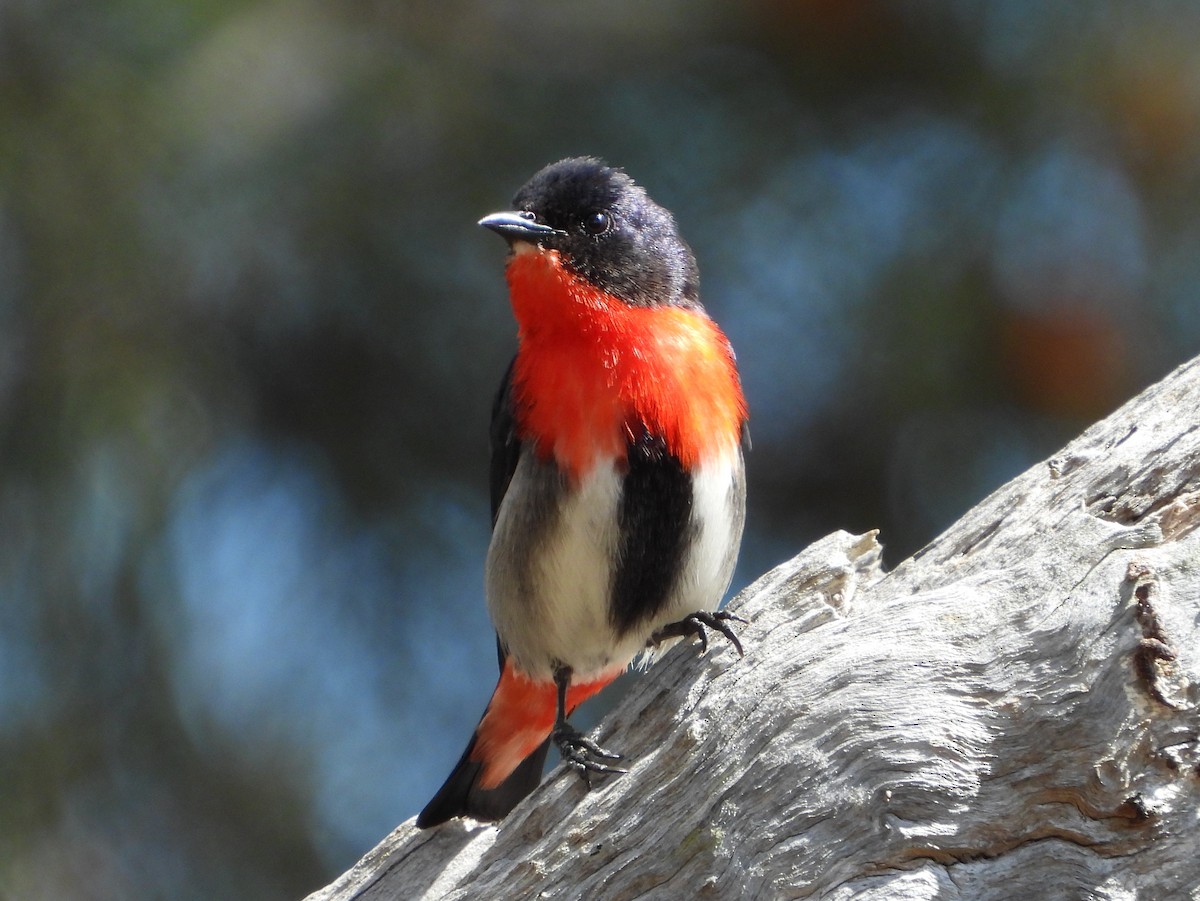 Mistletoebird - ML381854591