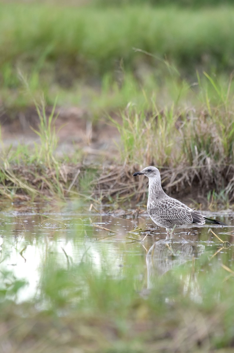 Lesser Black-backed Gull (Heuglin's) - ML381855661