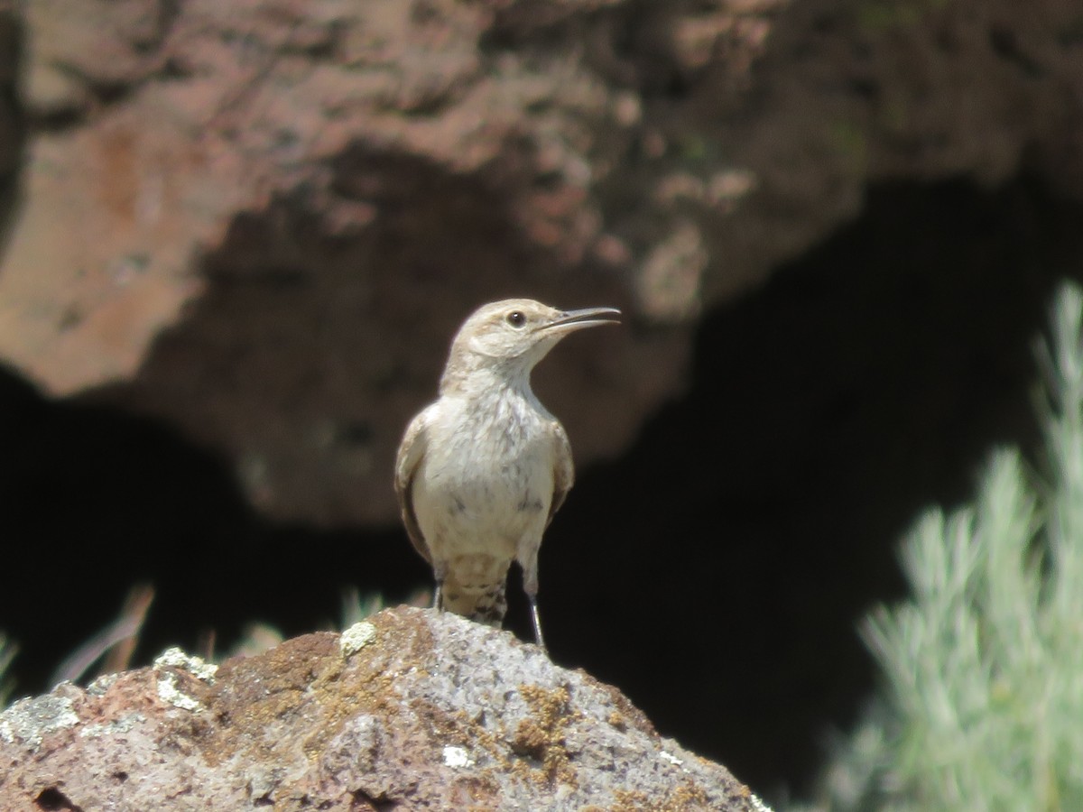 Rock Wren - ML38185601