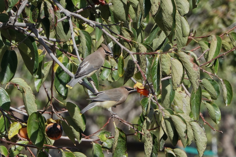 Cedar Waxwing - ML381856461