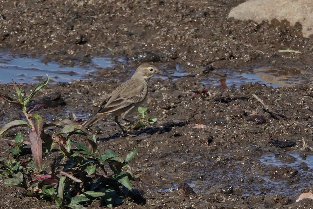 American Pipit - ML381856851