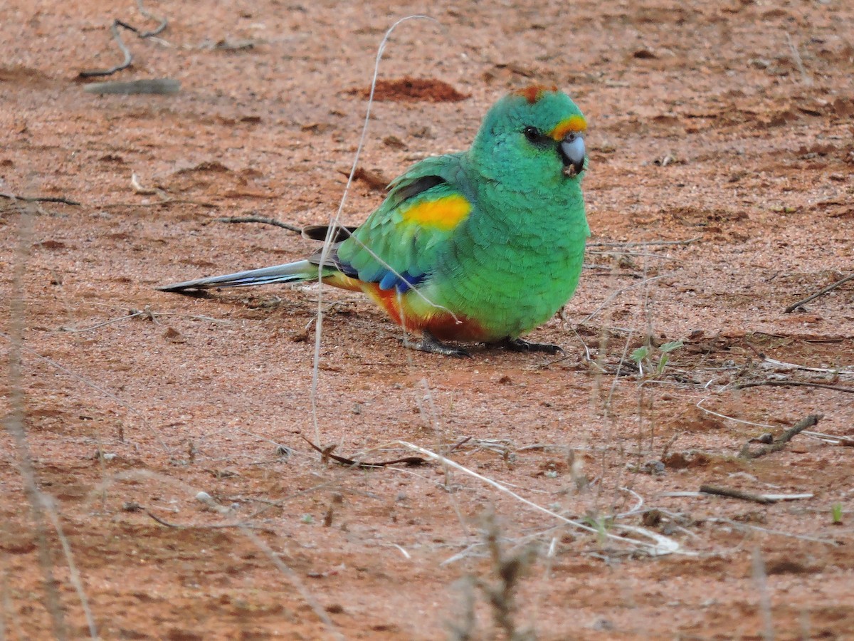 Mulga Parrot - ML381858601