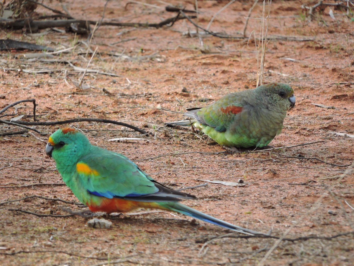 Mulga Parrot - ML381858631