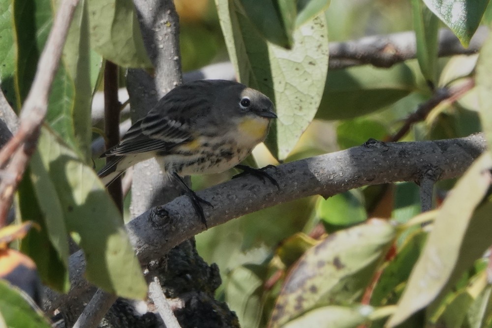 Yellow-rumped Warbler - ML381858771