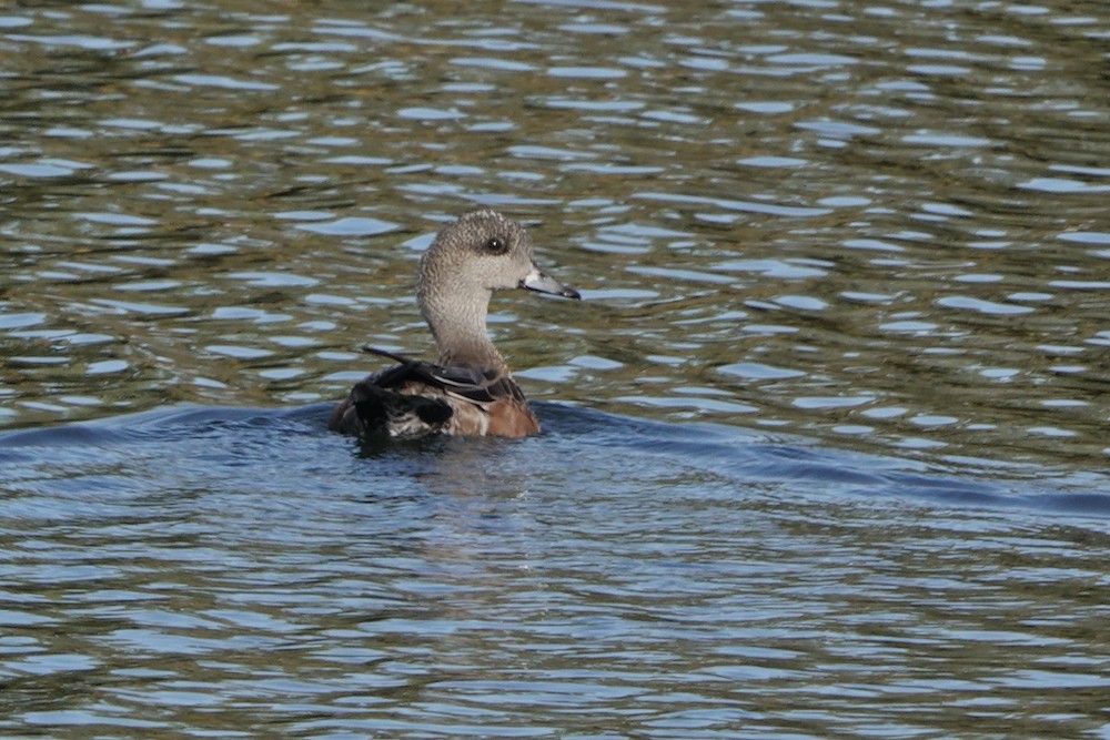 American Wigeon - ML381859191