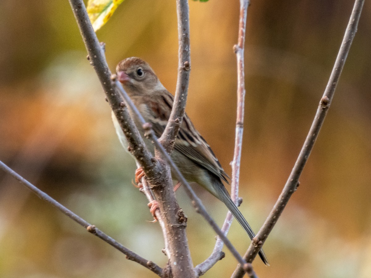 Field Sparrow - ML381859821