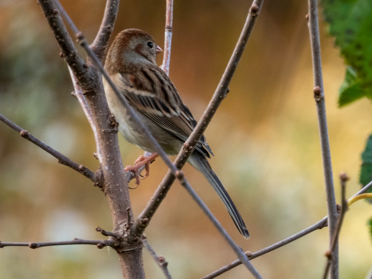 Field Sparrow - ML381859831