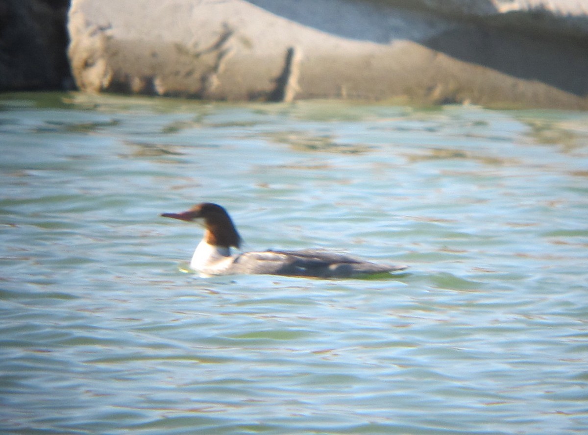 Common Merganser - ML38186001